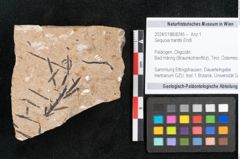 Foto (Objekt + Etikett) von Sequoia hardtii Endl. (NHMW-GEO-2024-0188-8245)